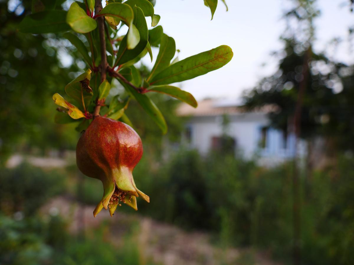 Fiori Di